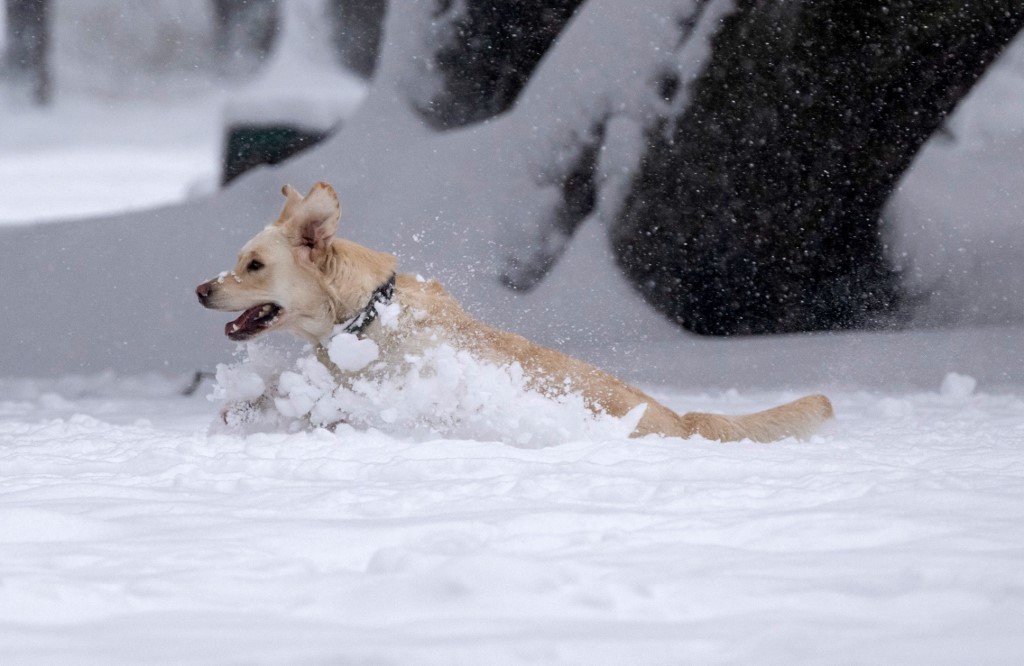 A kutyus élvezi a havat