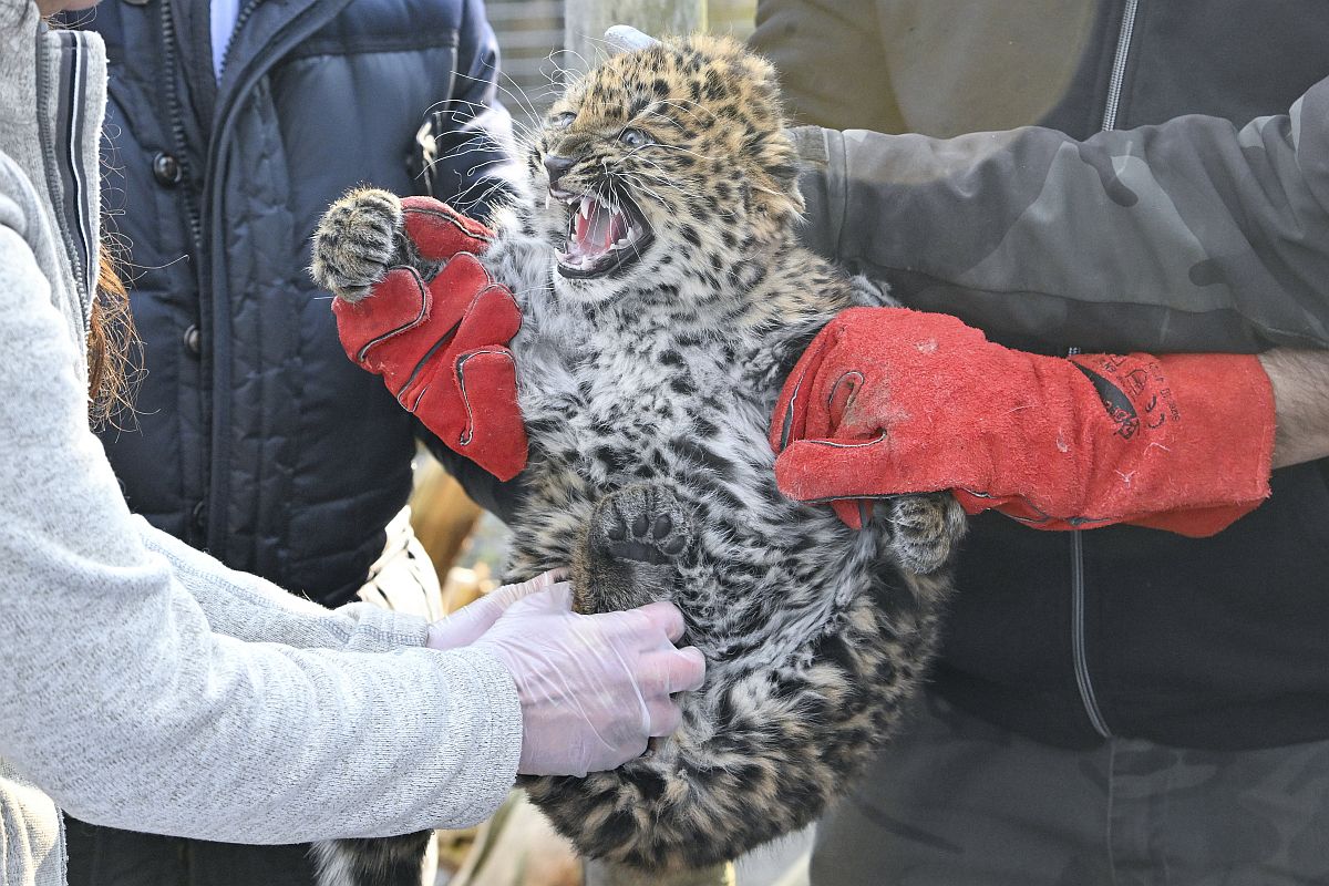 Állatorvosi vizsgálaton a tavaly november 21-én született észak-kínai leopárd (Panthera pardus japonensis) a debreceni állatkertben 2024. január 30-án.