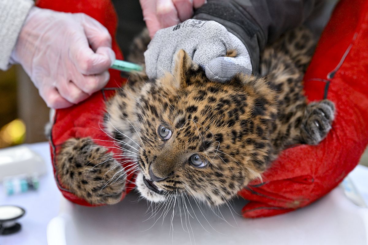 Állatorvosi vizsgálaton a tavaly november 21-én született észak-kínai leopárd (Panthera pardus japonensis) a debreceni állatkertben 2024. január 30-án.