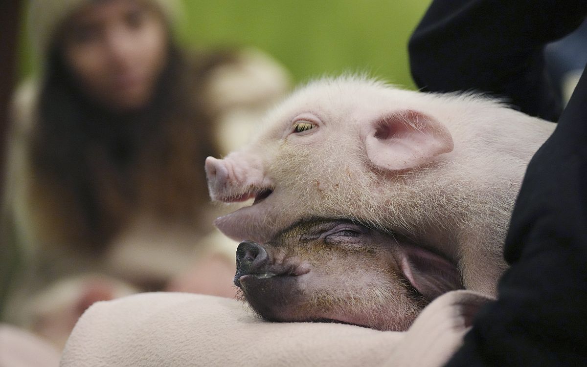 Törpemalacok egy Mipig kávézóban Tokióban.