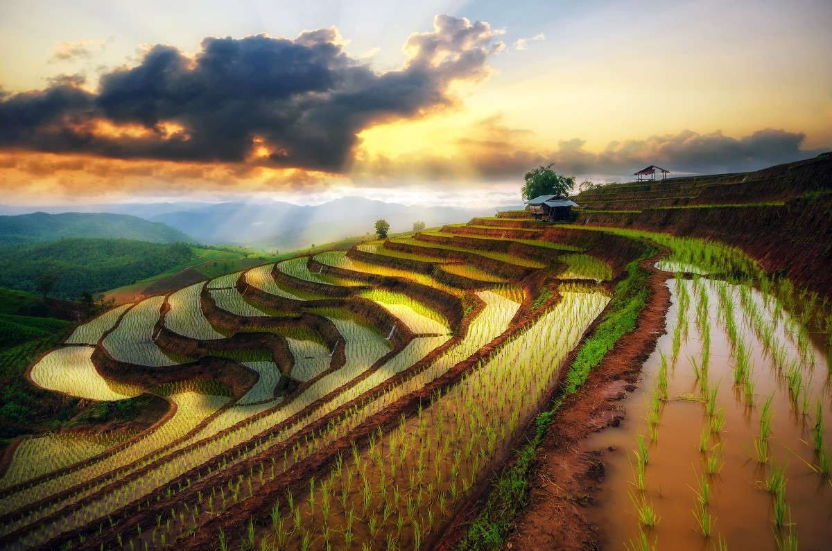 Teraszos rizstermelés Vietnámban