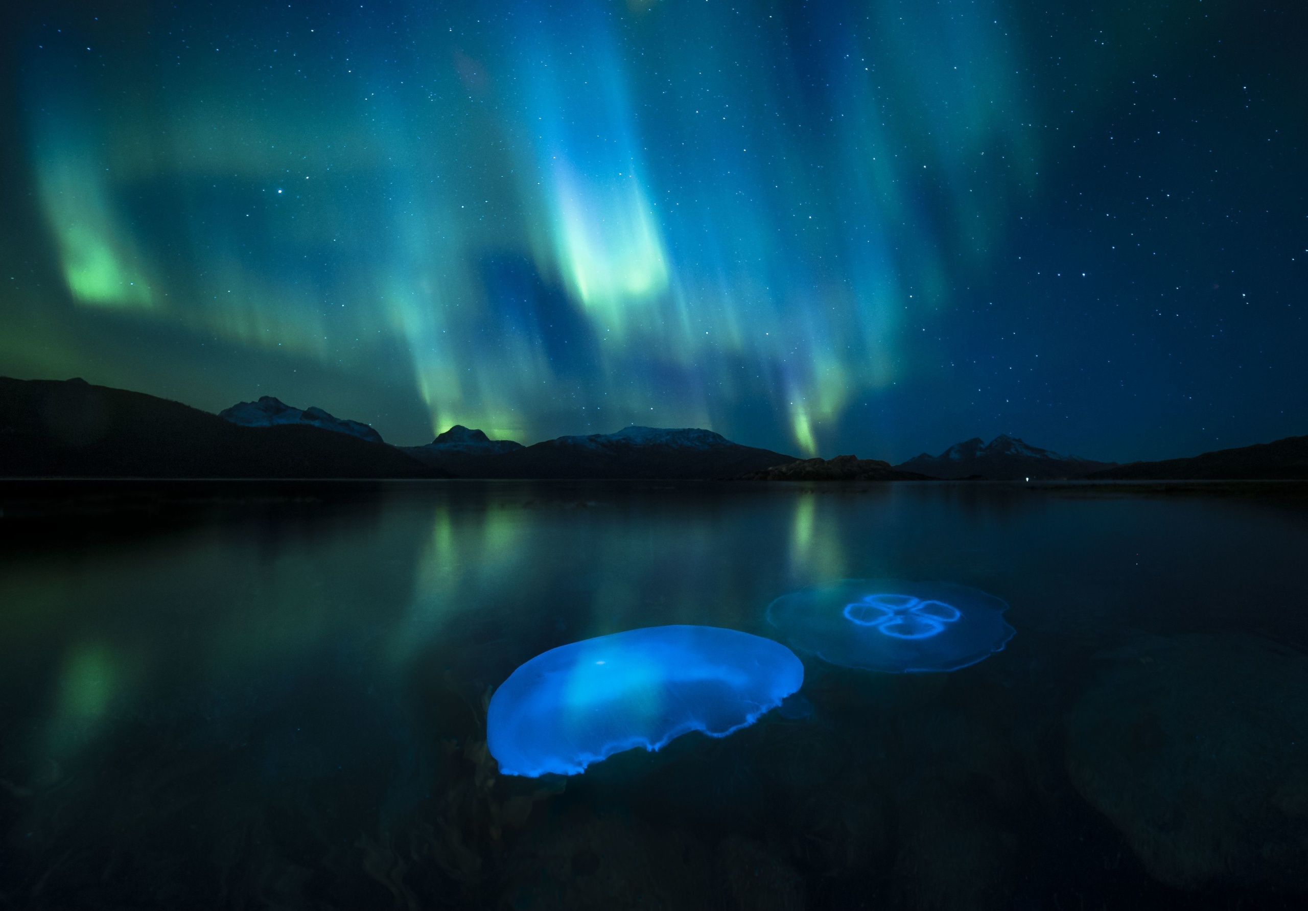 Holdmedúzák százai a norvégiai Tromsø közelében található fjord hűvös vizében, a sarki fény (aurora borealis) által megvilágítva. A fotót készítő Audun Rikardse egy saját készítésű, vízálló házban rejtette el a fotós felszerelését, így tudta megörökíteni a nem mindennapi látványt.