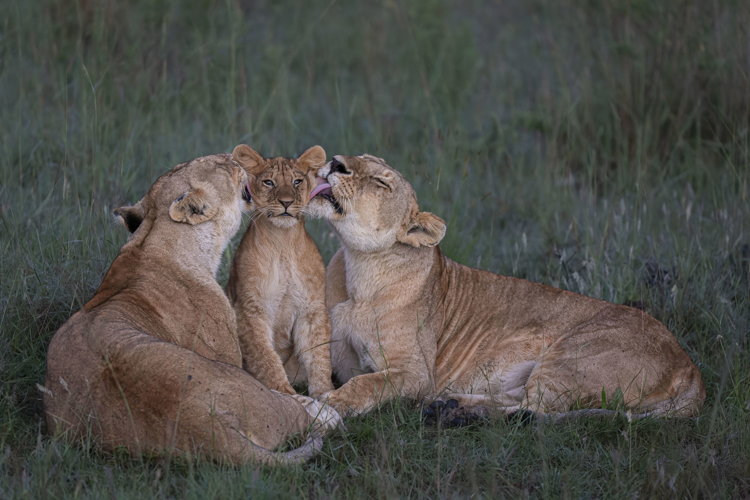 A kenyai Maasai Marában nőstény oroszlánok gondoskodnak a falka egyik kölykéről. A nőstények sajátjukként nevelik egymás kölykeit, megosztva a szülői feladatokat. A képen látható fiatal oroszlán egyértelműen élvezte a szeretet és a figyelem pillanatát.