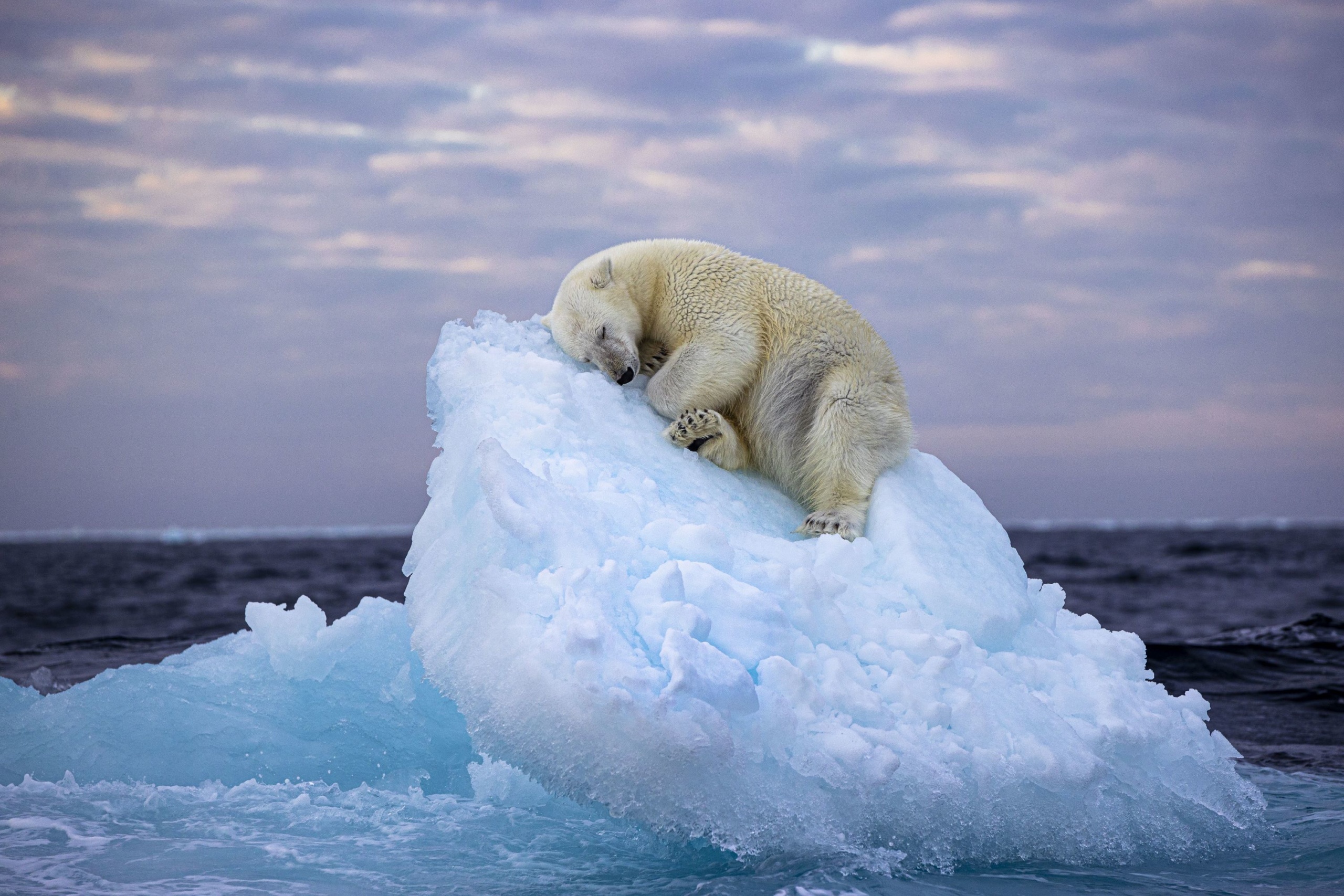 Az apró jéghegyen szundikáló jegesmedve. Fotó: Nima Sarikhani / Wildlife Photographer of the Year