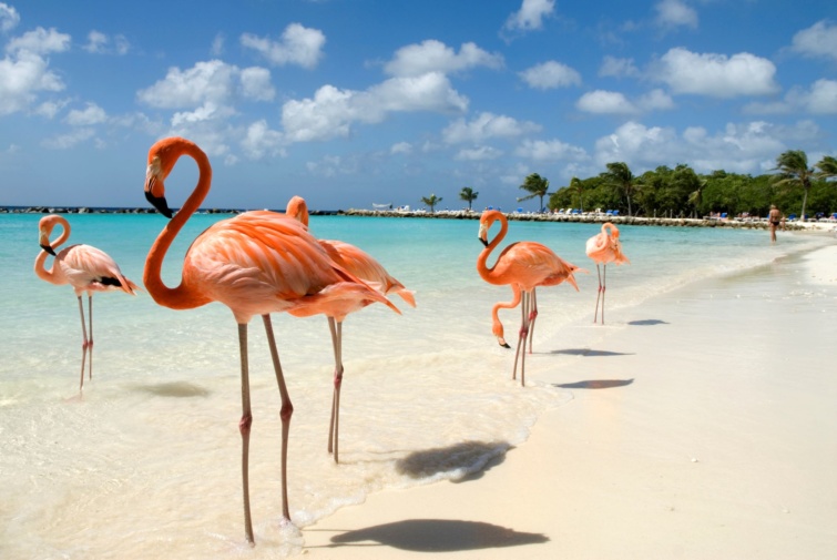 Flamingók Aruba szigetén