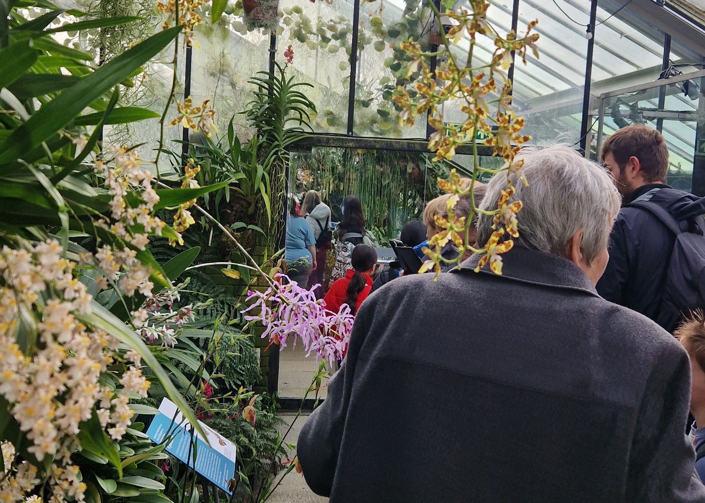 Látogatók a londoni Kew Gardens orchideafesztiválján.