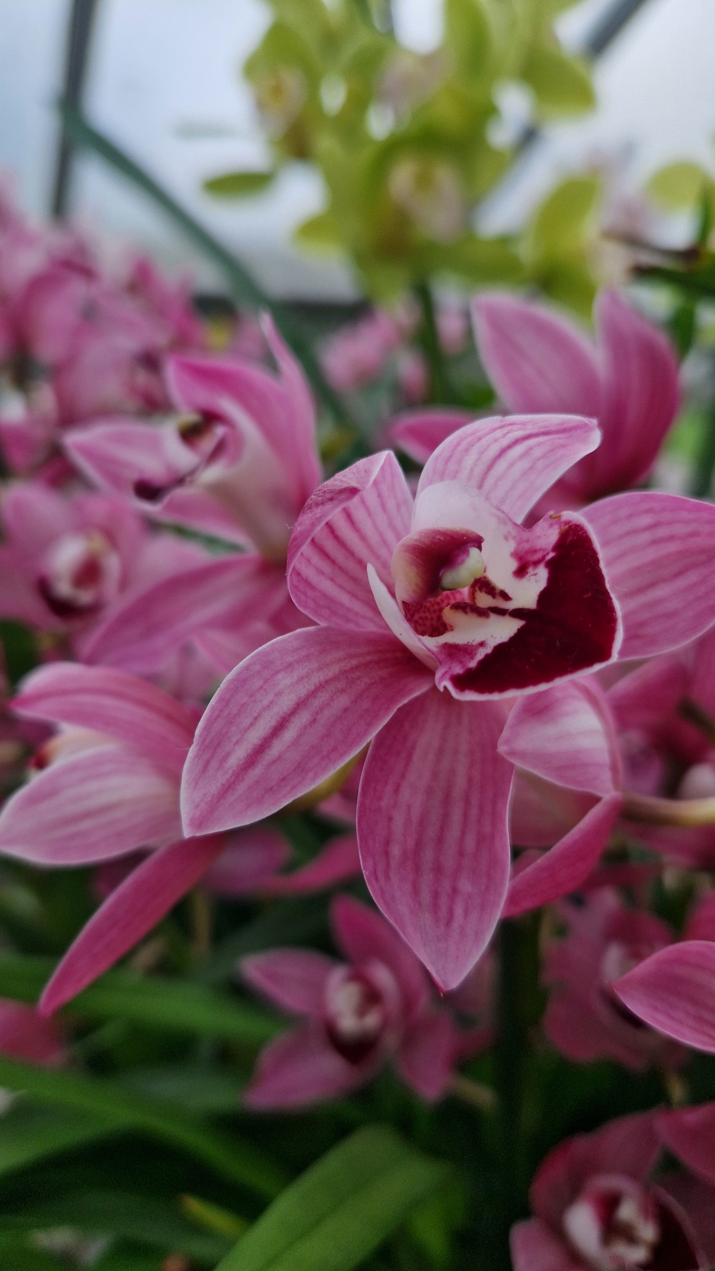 Orchideafesztivál a londoni Kew Gardensben