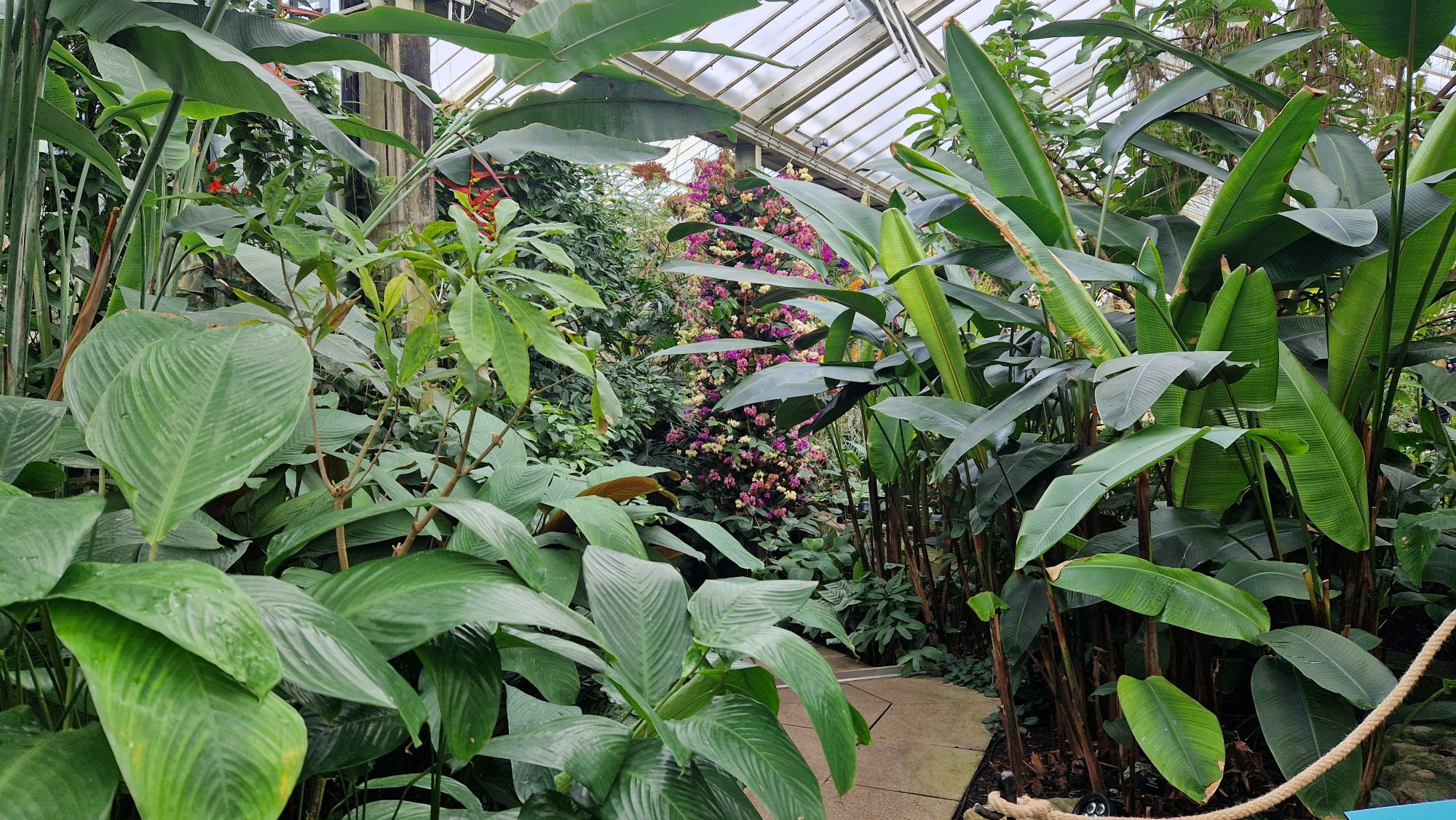 Orchideafesztivál a londoni Kew Gardensben