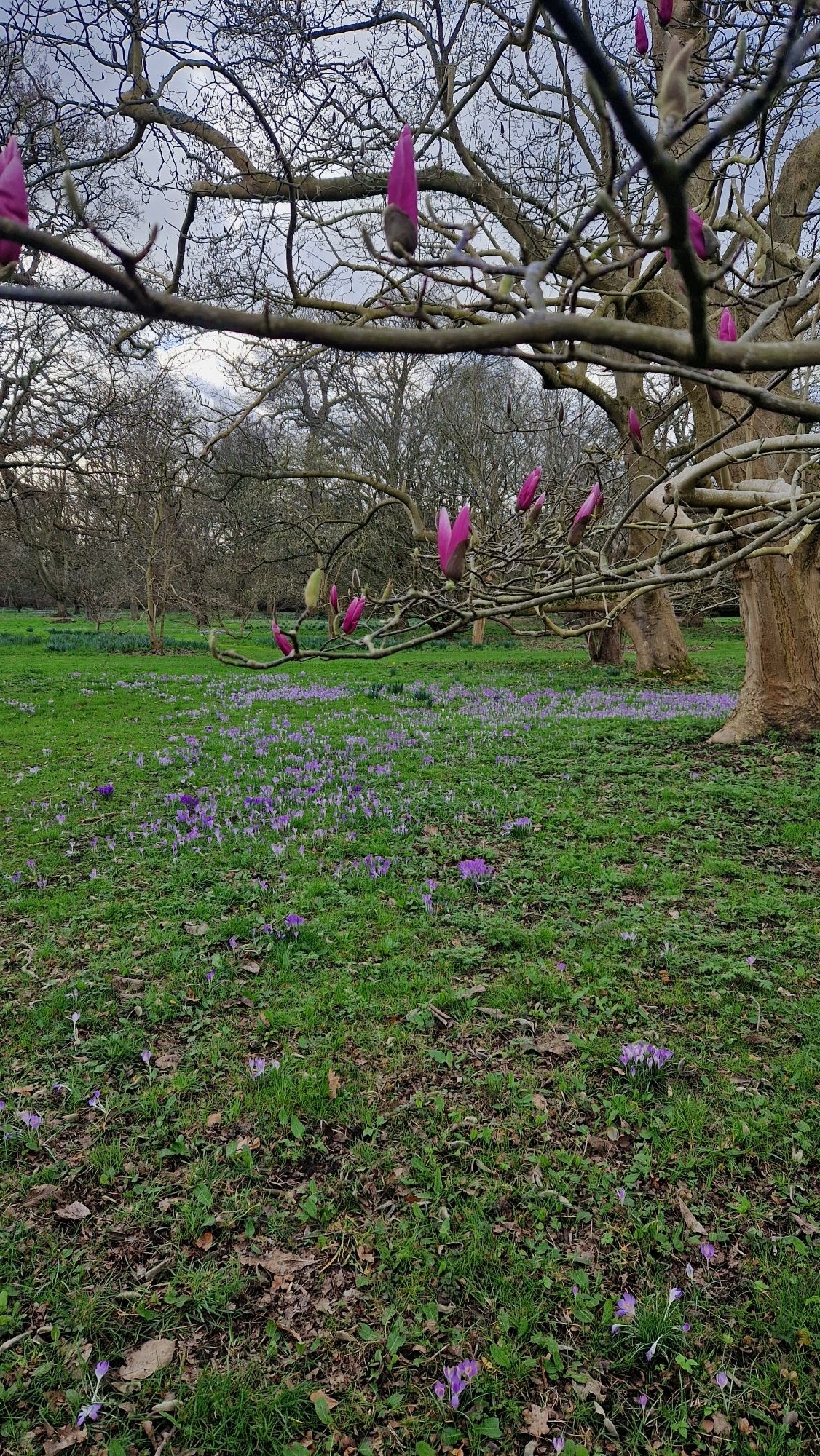 Már tavasz van a londoni Kew Gardensben.