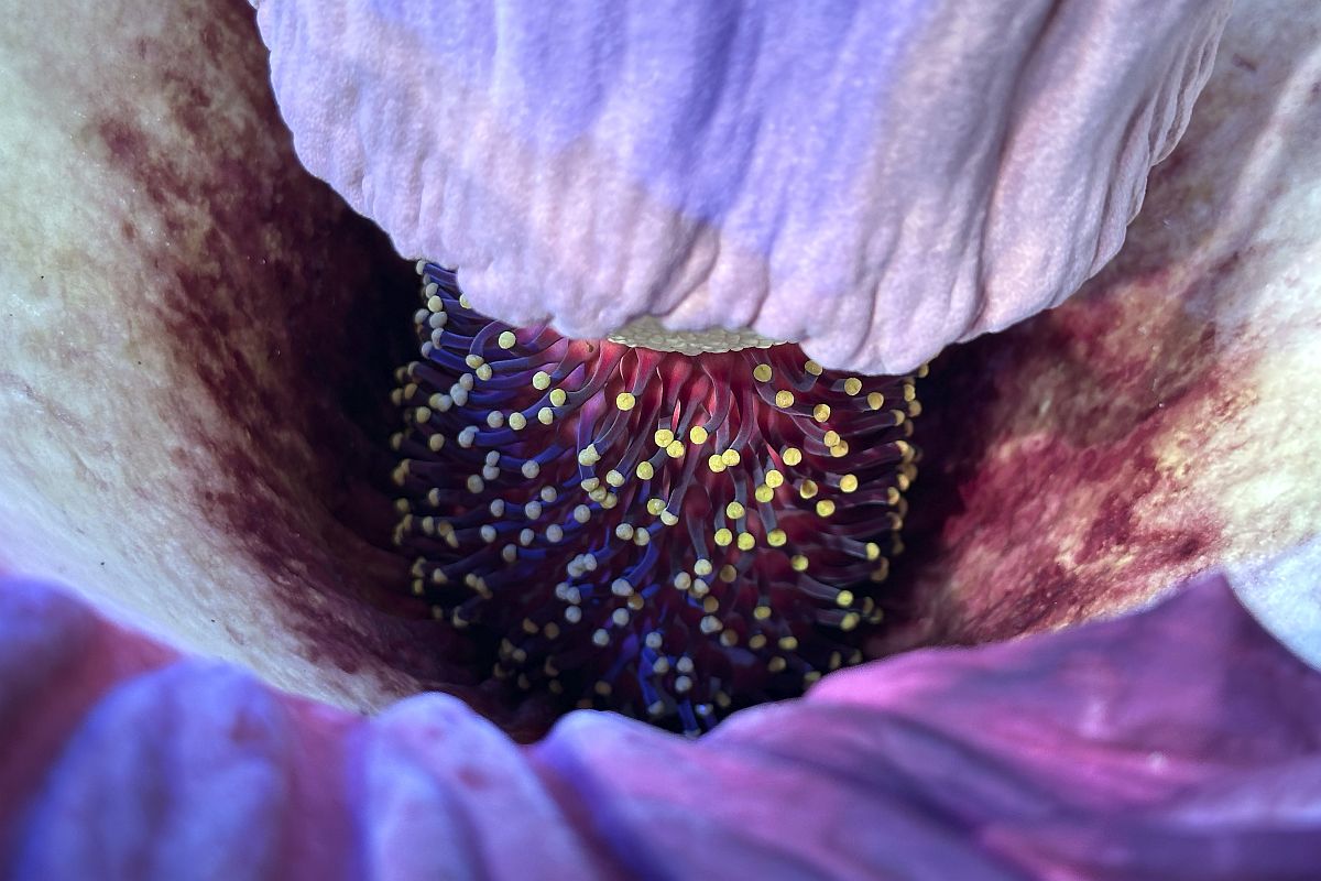Virágzó óriás titánbuzogány (Titan Arum) a Kaliforniai Tudományos Akadémia Osher esőerdőjében 2024. február 28-án.