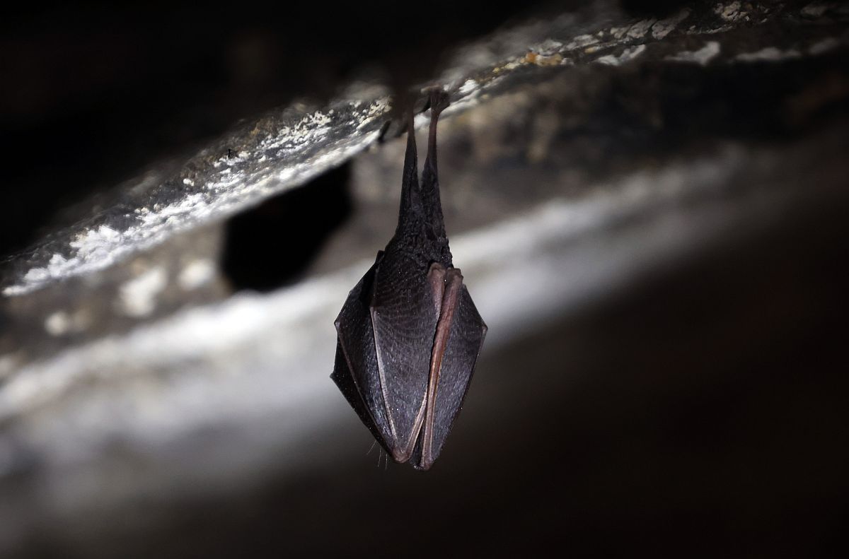 Kis patkósorrú denevér az Aggteleki Nemzeti Park Baradla-barlangjában 2024. március 1-jén.