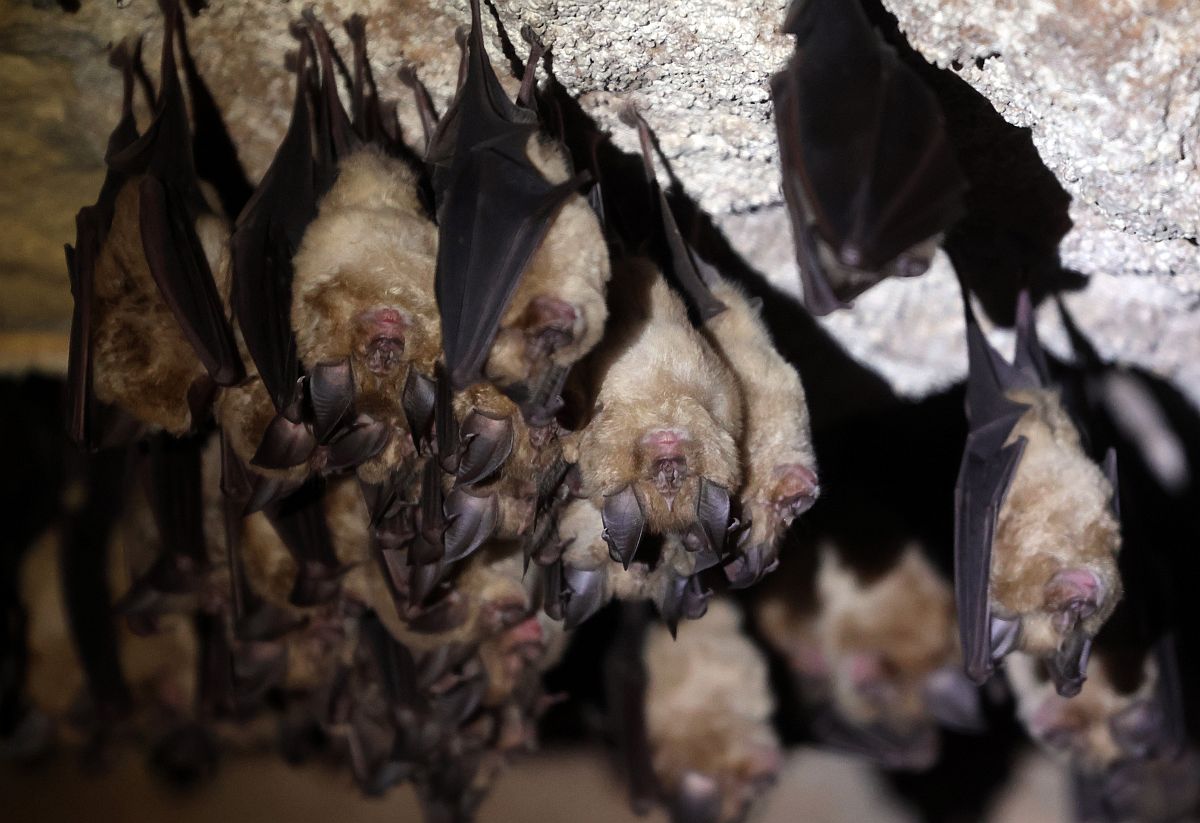 Nagy patkósorrú denevérek az Aggteleki Nemzeti Park Baradla-barlangjában 2024. március 1-jén.