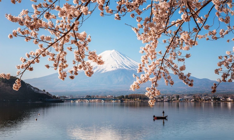 Virágzó cseresznyefa ága lóg be egy tó fölé, a háttérben a Fudzsi havas csúcsa.