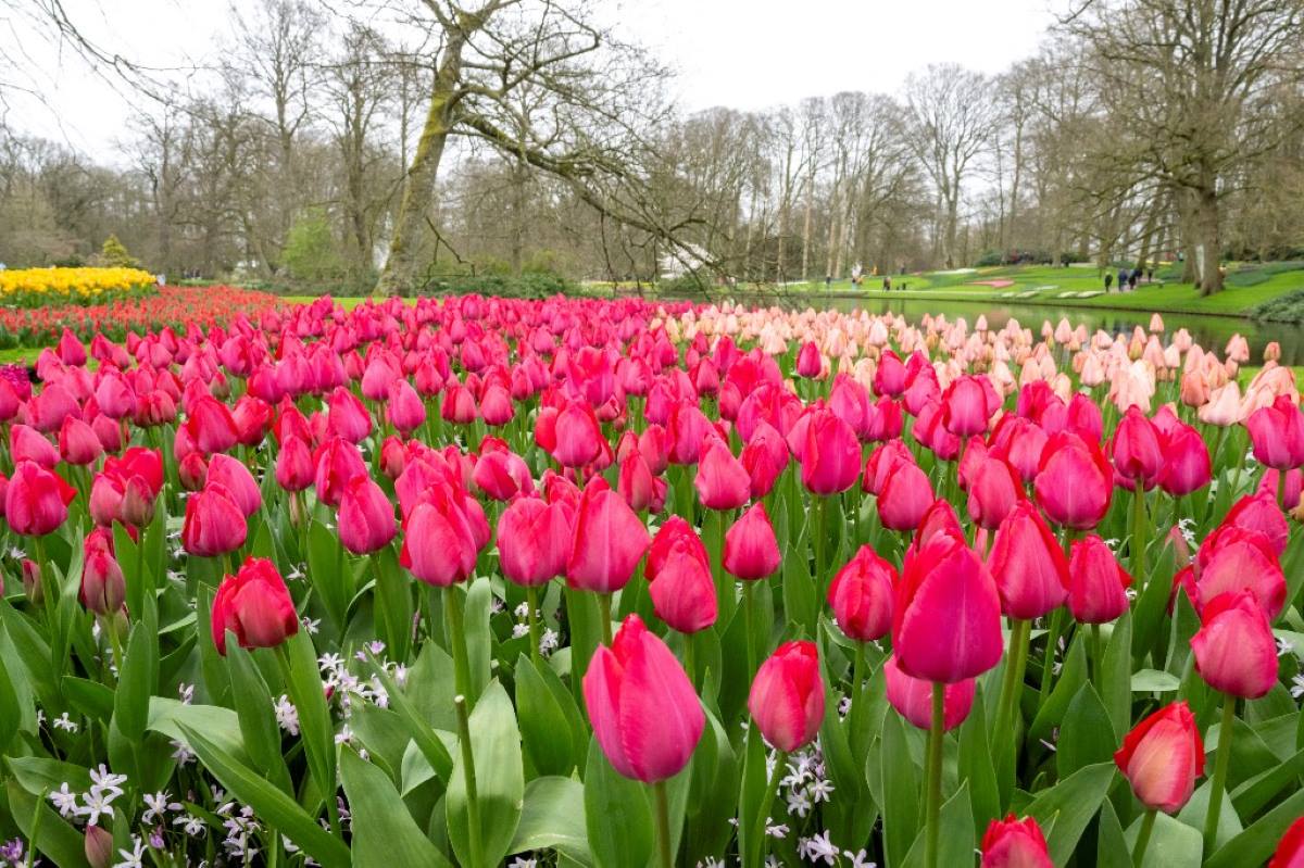 Megnyílt a világ legszebb tulipános kertje a Keukenhof
