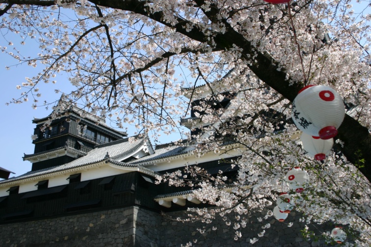 A kumamotói várkastély cseresznyevirágzáskor.