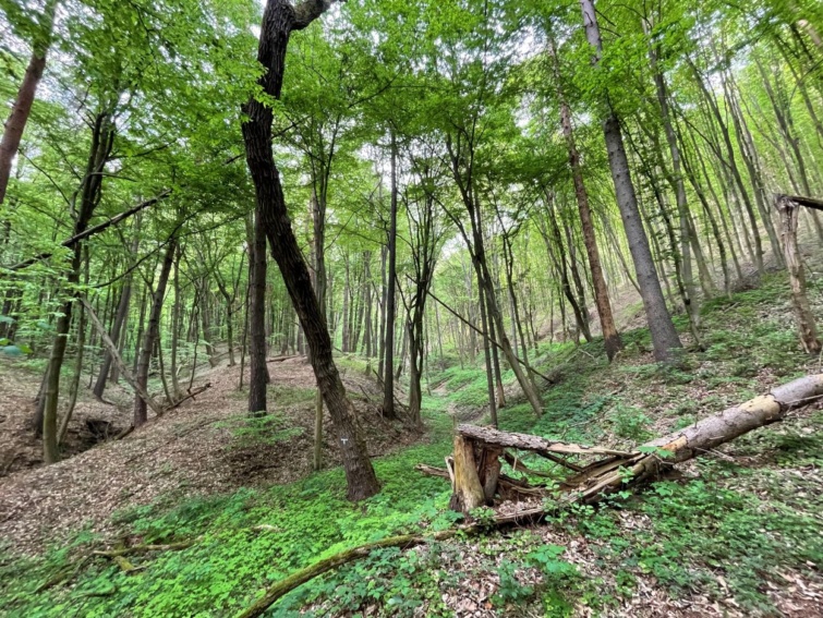 A Bükki Nemzeti Park növényvilága.