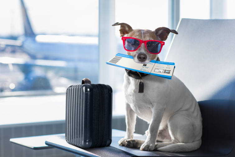 Jack russell terrier piros napszemüvegben, bőrönddel, jegyet tart a szájában a reptér várójában