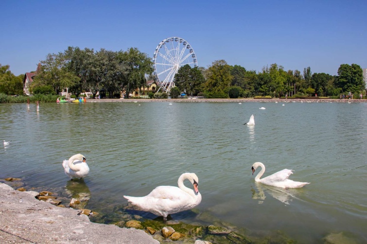 A Balaton partján 3 hattyú, háttérben a tó és egy óriáskerék