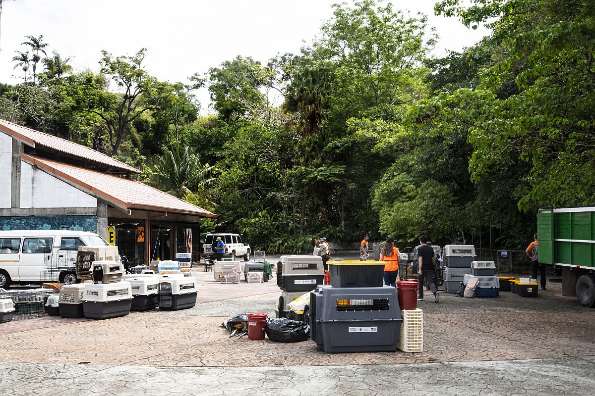 Költöztetik az állatokat a bezáró Simón Bolívar állatkertből.