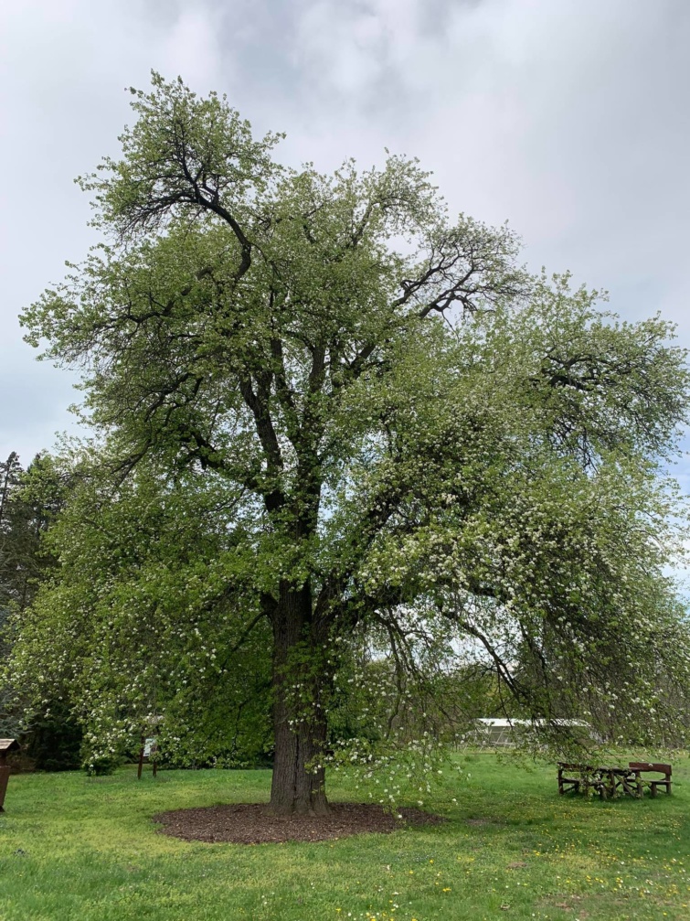 A gödöllői 290 éves Vén Vackor