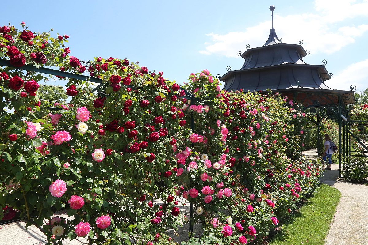 Virágzik a rózsa a fertődi Esterházy-kastély Cziráky Margit Rózsakertjében 2022. május 22-én.