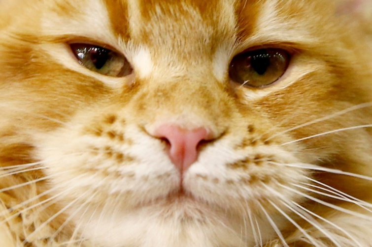Maine Coon macska - Startlap Utazás Maine Coon macska