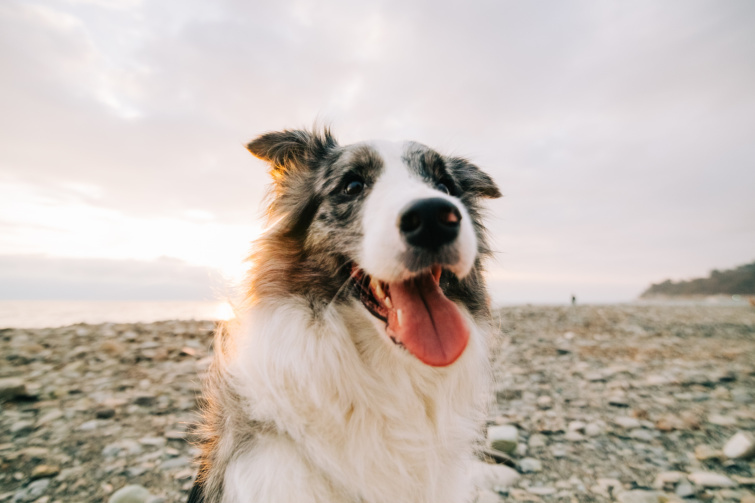 Mosolygó blue merle border collie.