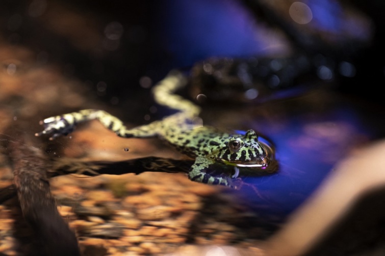 vöröshasú unka úszik