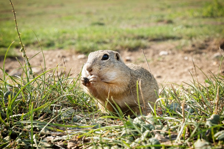 Kis ürge majszolgat a fűben