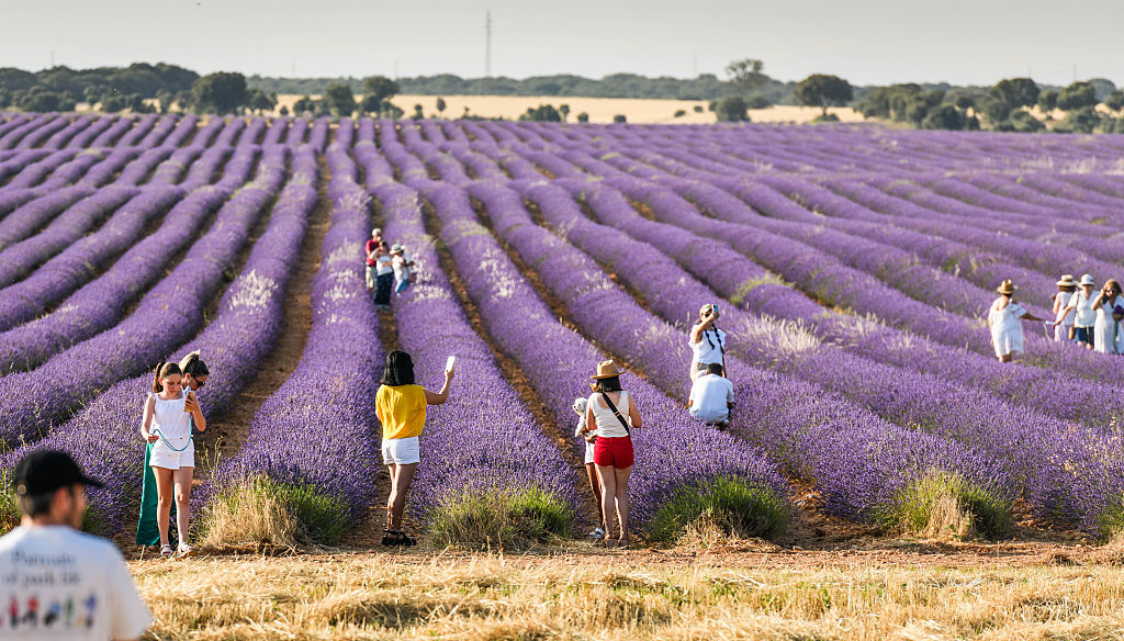 Levendulamező emberekkel