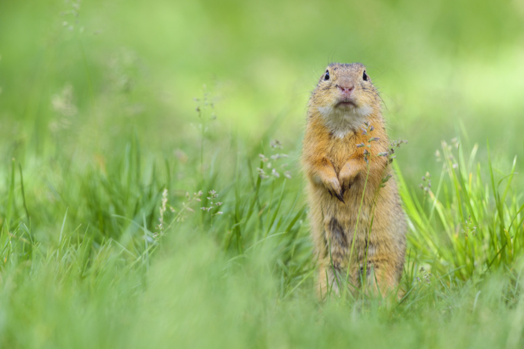 Kis ürge a fűben