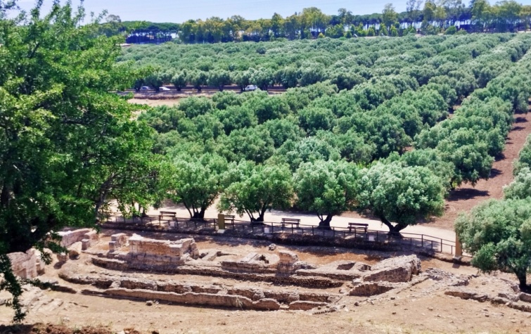 Olajfaliget Scolaciumban