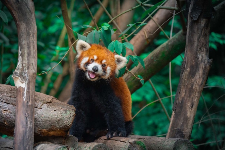 Vörös panda mosolyog a kameraba