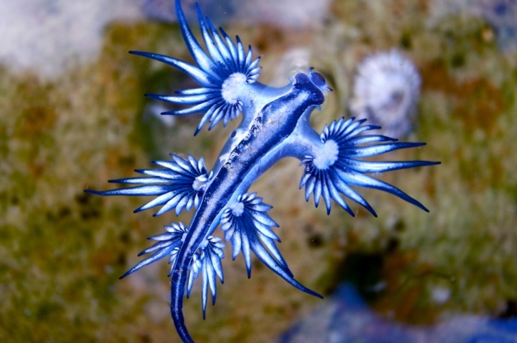 tengeri_fecske_ - Startlap Utazás Egy tengeri fecske, ami egy csiga