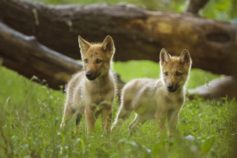 Farkaskölykök egy erdőben