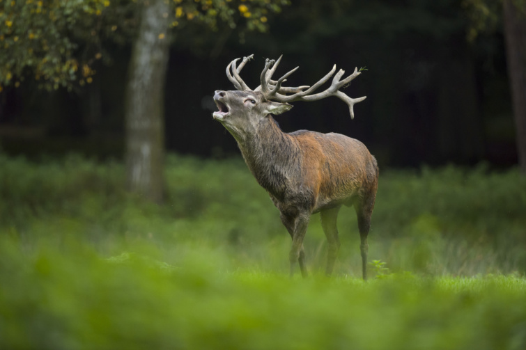 szarvas - Startlap Utazás Bőgő szarvasbika