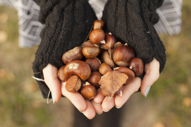 Gesztenye női kesztyűs kézben