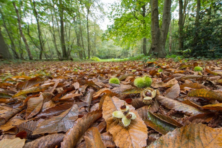 Gesztenye az avarban erdőben