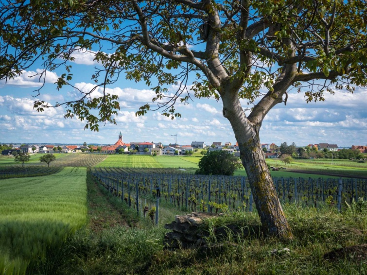Burgenlandi falu távolról fával