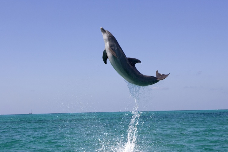 Egy tengerből kiugró delfin