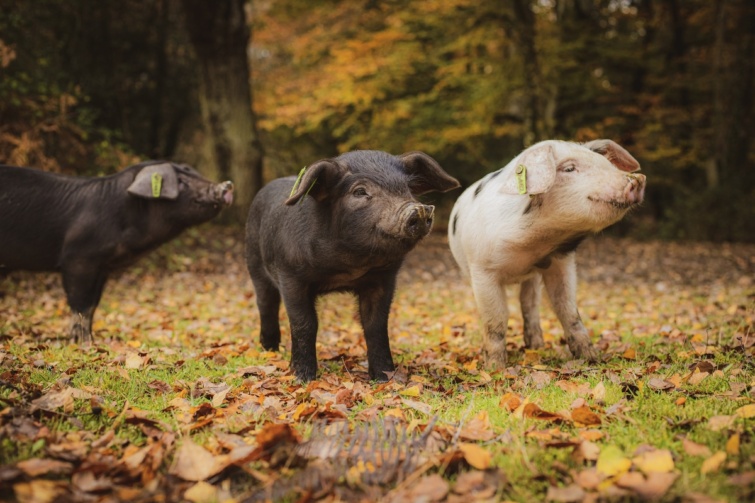 Malacok a New Forest nemzeti parkban