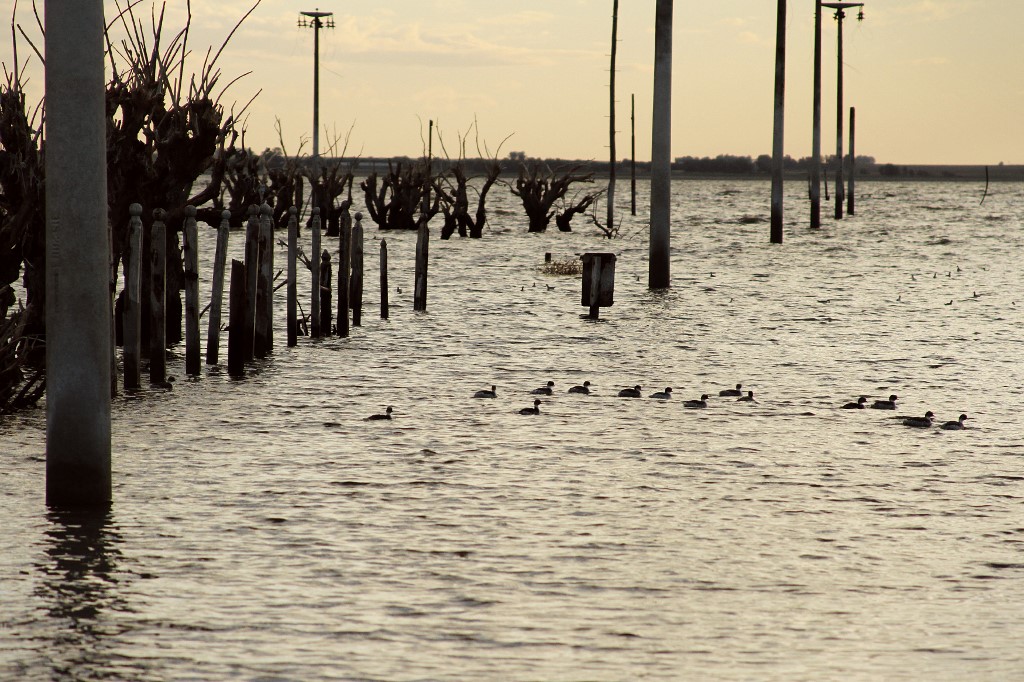 Villa Epecuén víz kacsákkal