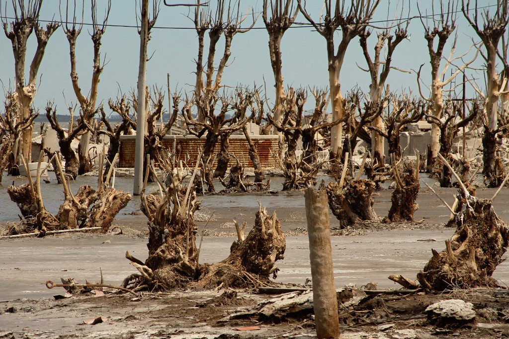 Villa Epecuén fák