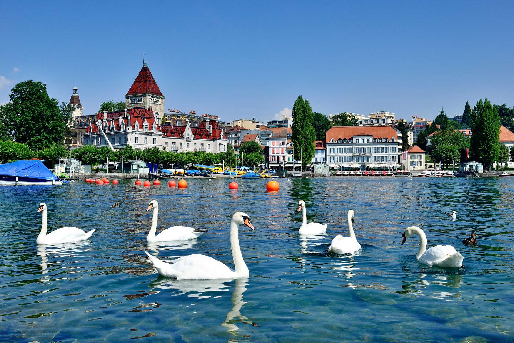 hattyúk a genfi tavon