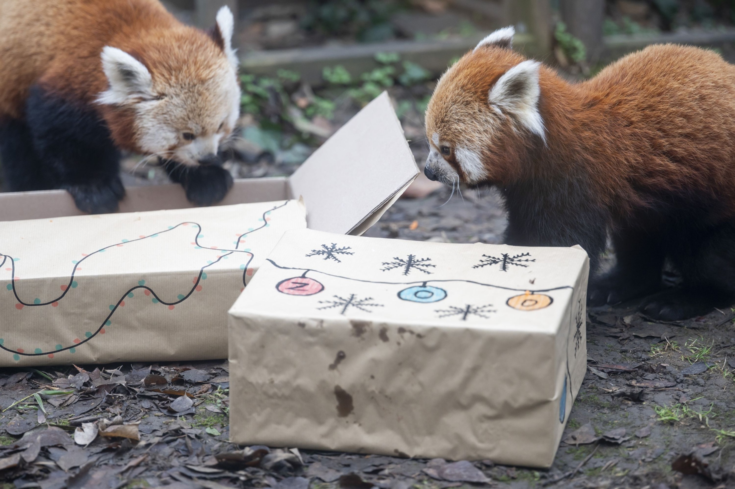 Vörös pandák a különleges karácsonyi etetésen a Fővárosi Állat- és Növénykertben