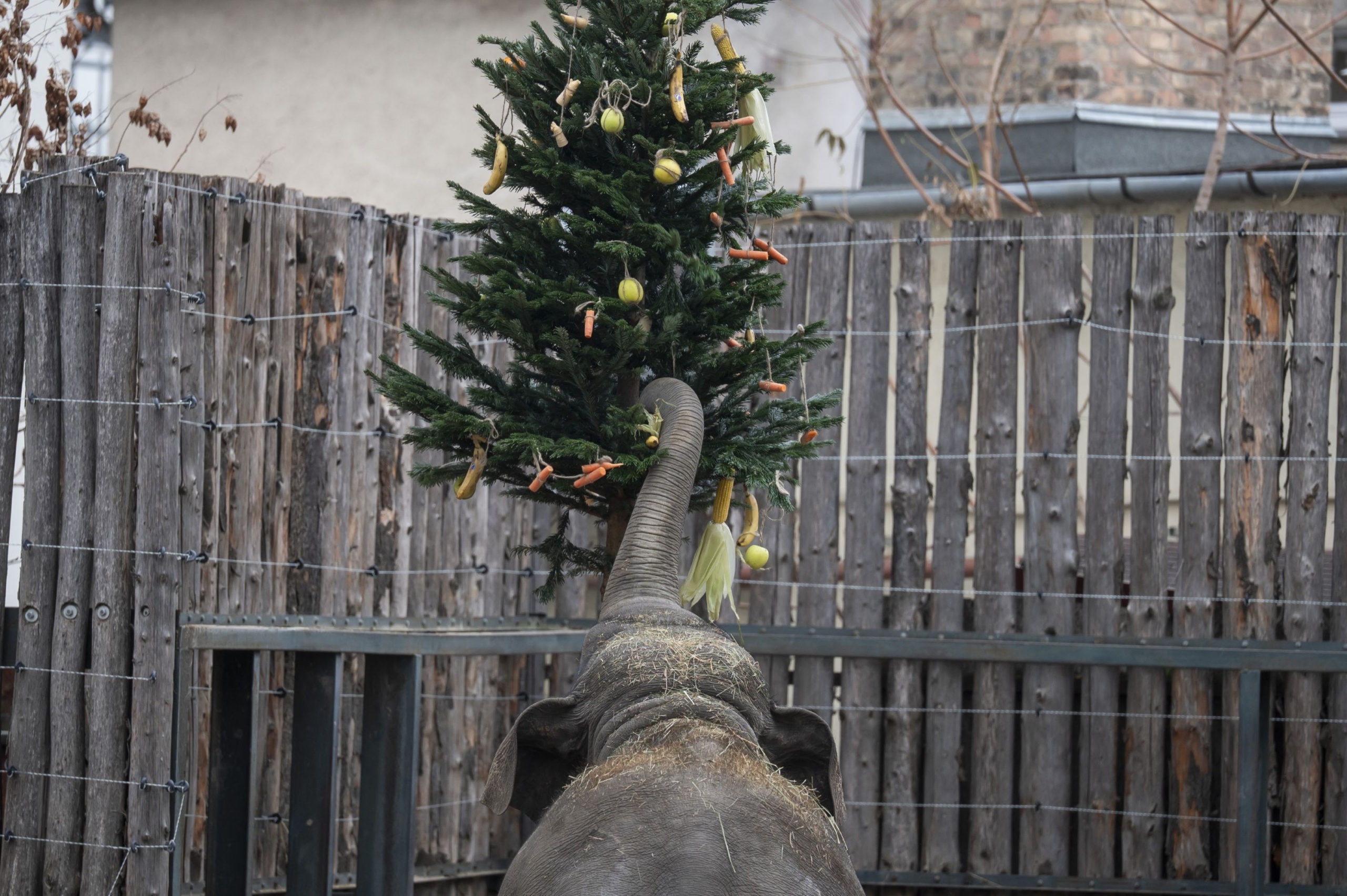 Elefánt a különleges karácsonyi etetésen a Fővárosi Állat- és Növénykertben