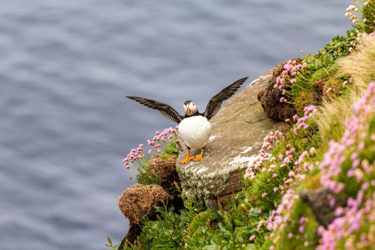 Szárnyra kapó lunda skót sziklán