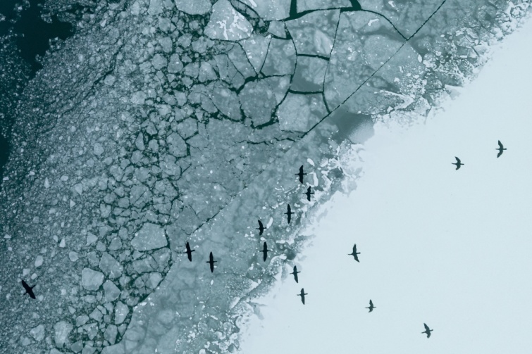 A drónnal készült felvételen madarak a befagyott Balaton felett 