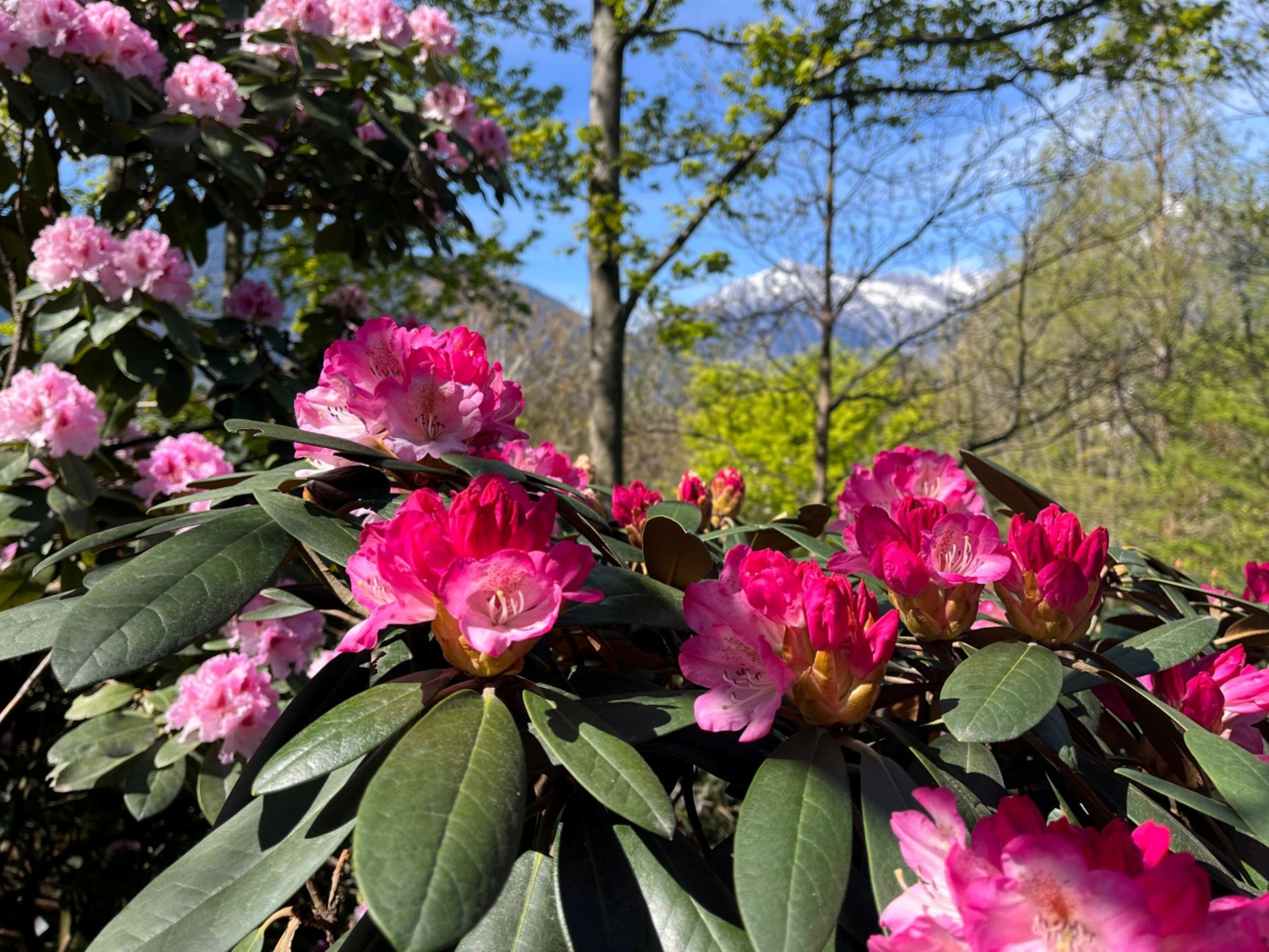 Trauttmansdorff-kastély