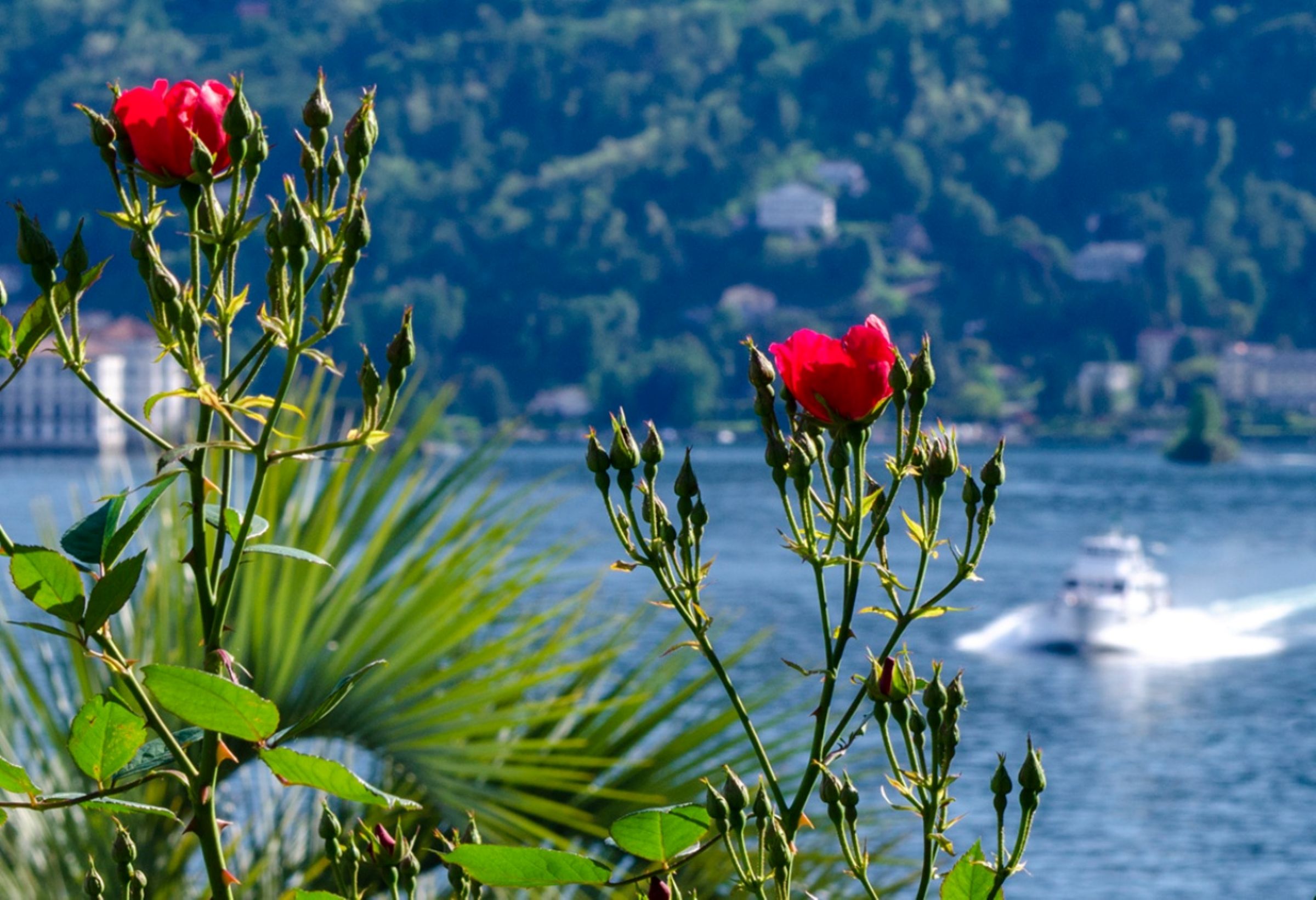 Lago Maggiore, Verbana